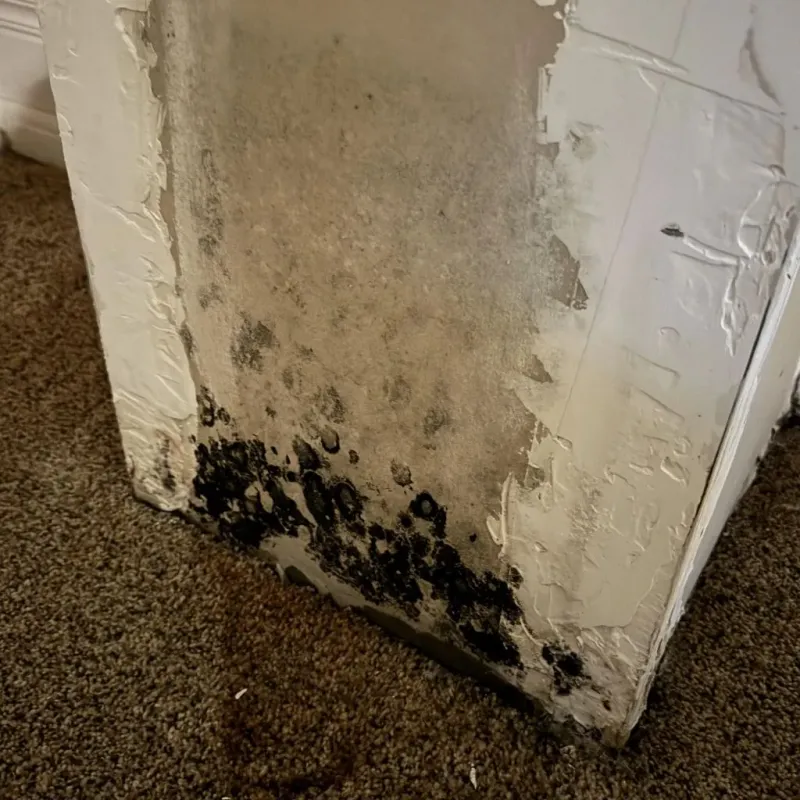 Professional Mold Removal in Rochester, IL